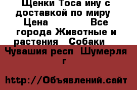 Щенки Тоса-ину с доставкой по миру › Цена ­ 68 000 - Все города Животные и растения » Собаки   . Чувашия респ.,Шумерля г.